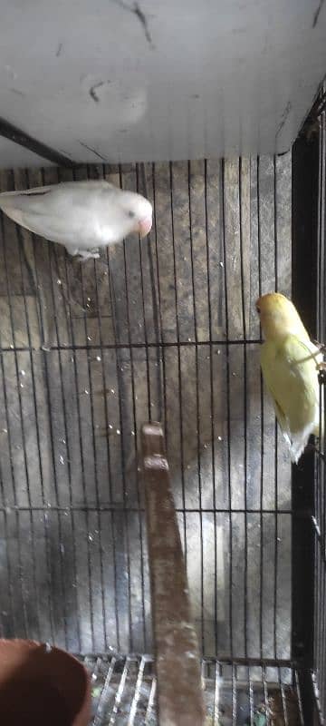 love birds breader pairs setup & single birds for sale 1