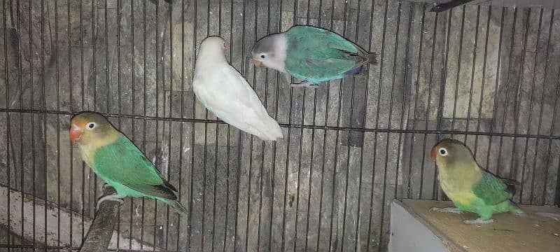 love birds breader pairs setup & single birds for sale 2