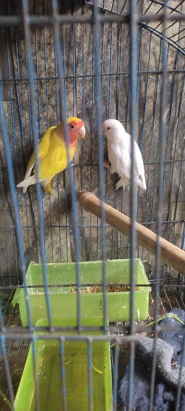 love birds breader pairs setup & single birds for sale 3