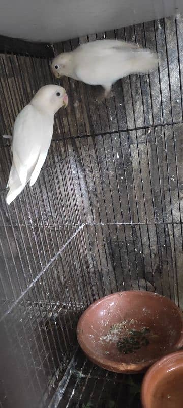 love birds breader pairs setup & single birds for sale 4