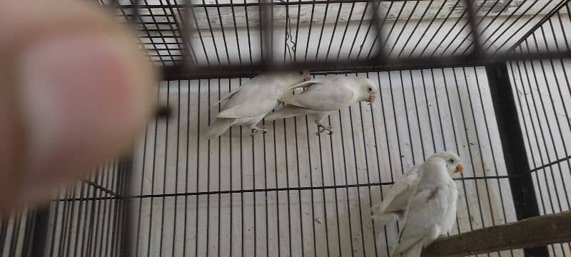 love birds breader pairs setup & single birds for sale 5