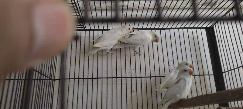 love birds breader pairs setup & single birds for sale 6