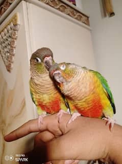 green cheek conure pair red factor yellow sided 1 hand tame 1 fly tame