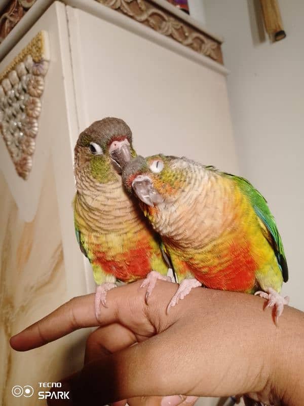 green cheek conure pair red factor yellow sided 1 hand tame 1 fly tame 0