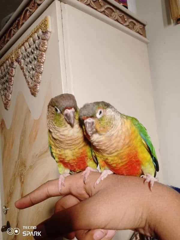 green cheek conure pair red factor yellow sided 1 hand tame 1 fly tame 1