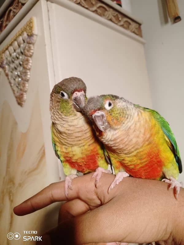 green cheek conure pair red factor yellow sided 1 hand tame 1 fly tame 2