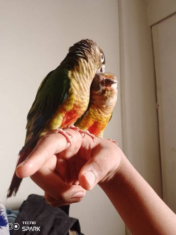 green cheek conure pair red factor yellow sided 1 hand tame 1 fly tame 3