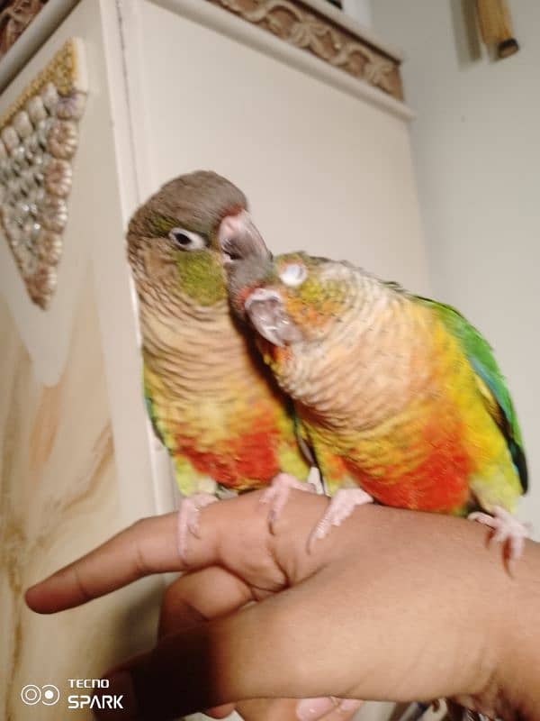 green cheek conure pair red factor yellow sided 1 hand tame 1 fly tame 4