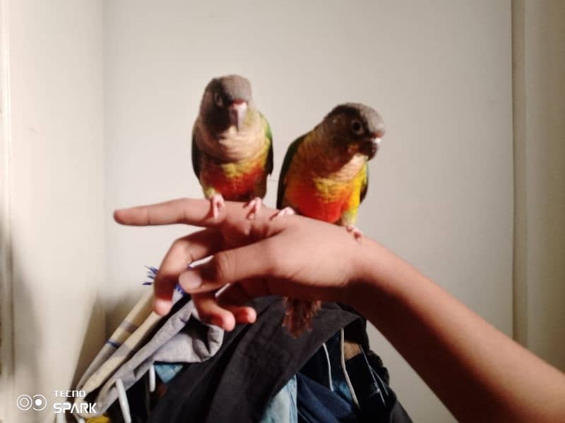 green cheek conure pair red factor yellow sided 1 hand tame 1 fly tame 5