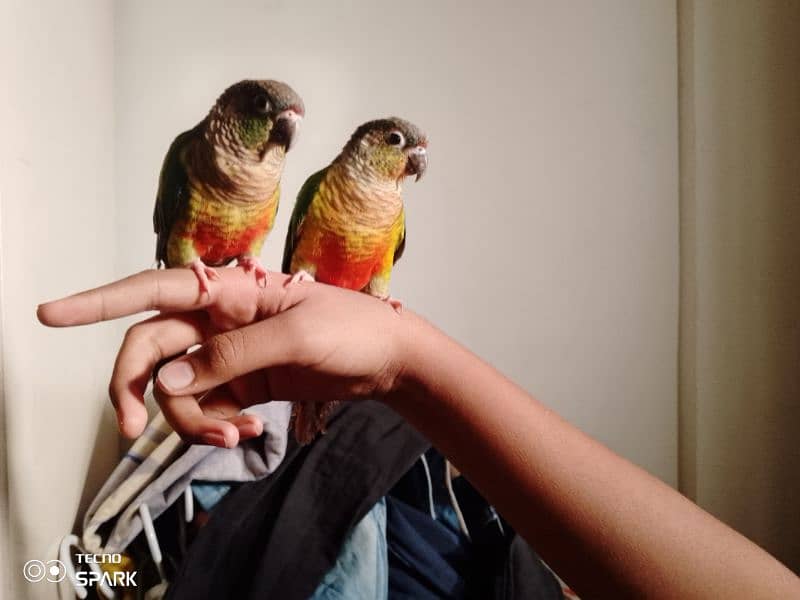 green cheek conure pair red factor yellow sided 1 hand tame 1 fly tame 6