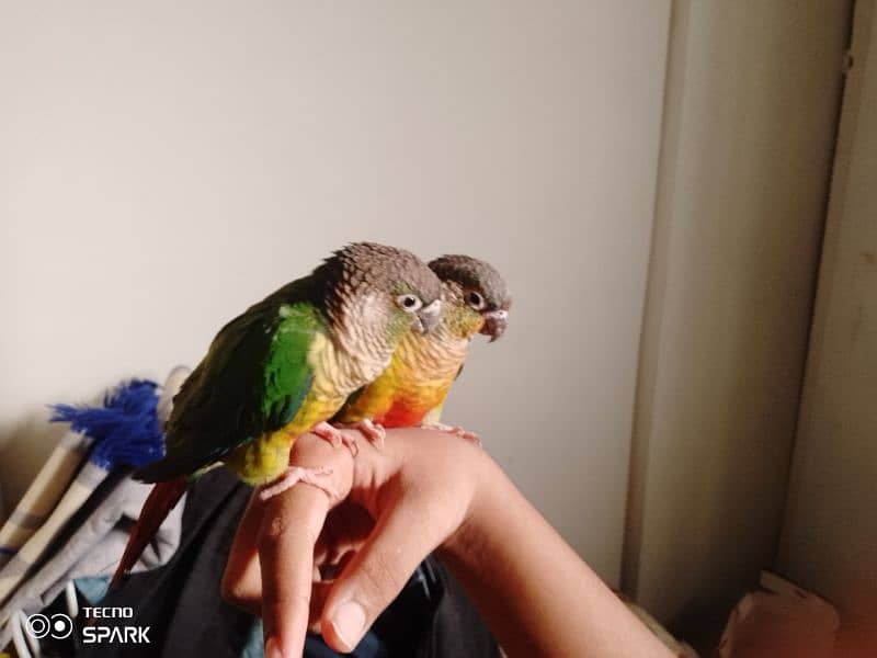 green cheek conure pair red factor yellow sided 1 hand tame 1 fly tame 7