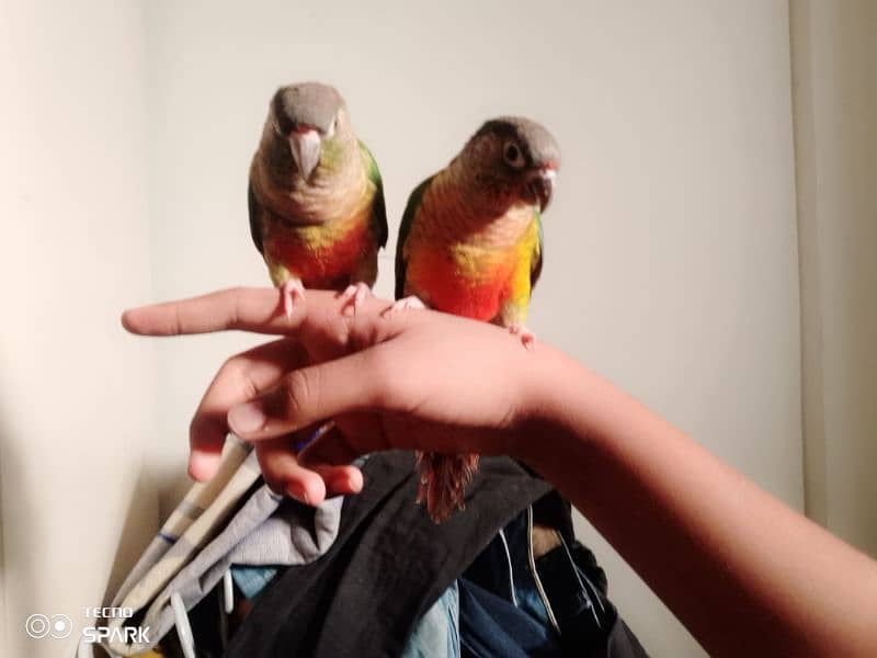 green cheek conure pair red factor yellow sided 1 hand tame 1 fly tame 8