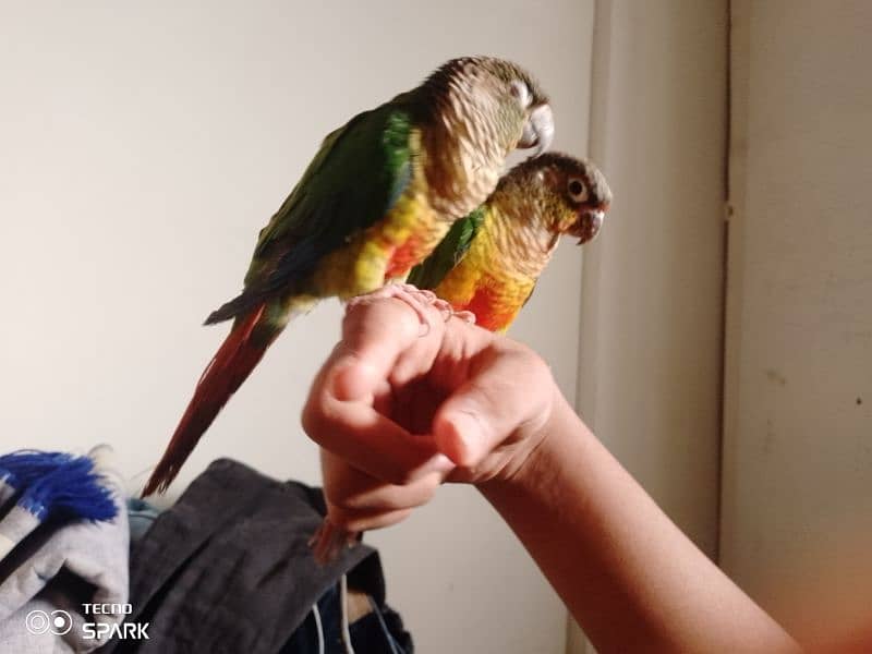 green cheek conure pair red factor yellow sided 1 hand tame 1 fly tame 9