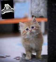 CUTE PERSIAN KITTENS WITH HEAVY FUR (COD AVAILABLE) 03254675700