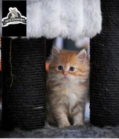 CUTE PERSIAN KITTENS WITH HEAVY FUR (COD AVAILABLE) 03254675700