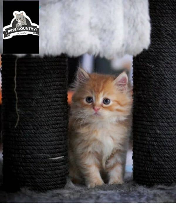 CUTE PERSIAN KITTENS WITH HEAVY FUR (COD AVAILABLE) 03254675700 1