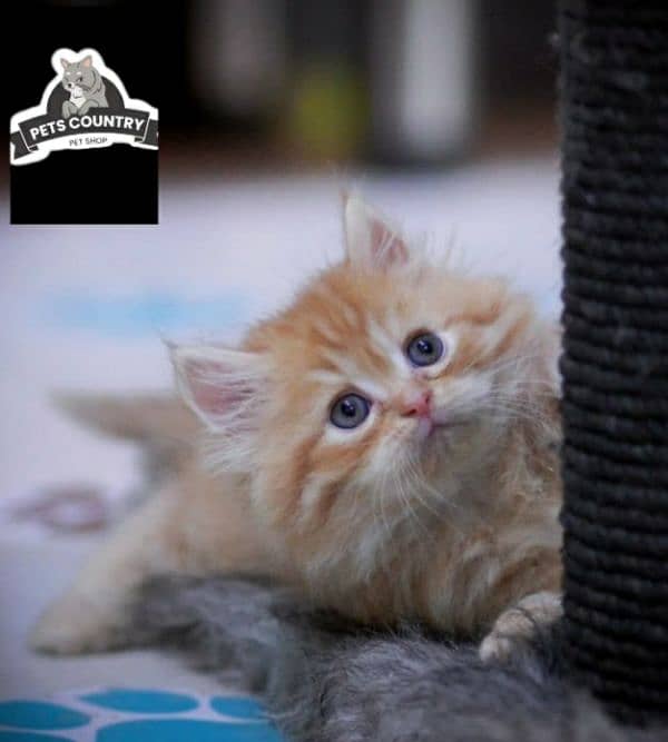 CUTE PERSIAN KITTENS WITH HEAVY FUR (COD AVAILABLE) 03254675700 2