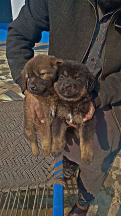 Bakrwal Puppy for sale