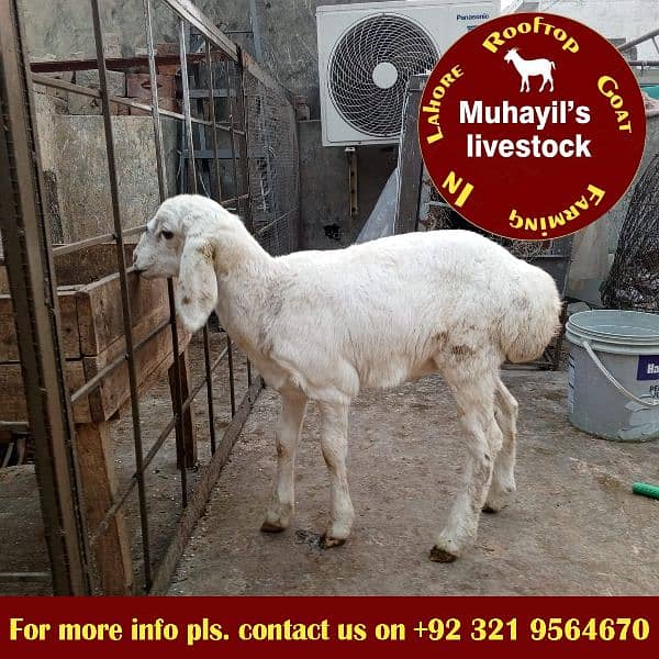 Turkiya Dumbay or Mundra Chatra for sale 0