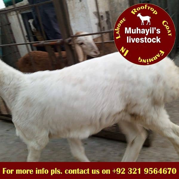 Turkiya Dumbay or Mundra Chatra for sale 1