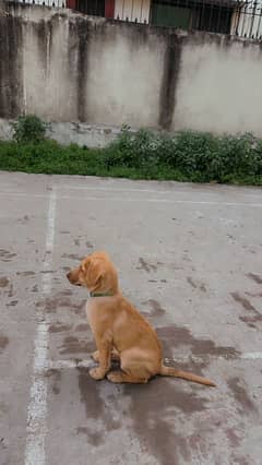 Labrador puppy 3 months old.