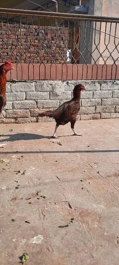 Aseel