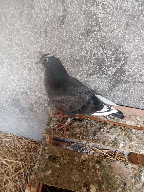 pigeon 2