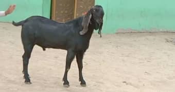 Desi beetle qurbani ke liye Bakra for sale. 03282741035