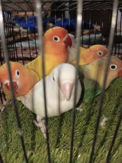 Albino red eye, parblue split ino and pasnata for sale