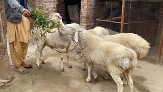 dumba chaki dumba sheep for sale