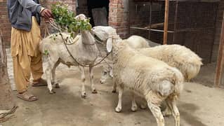 dumba chaki dumba sheep for sale