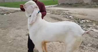 Rajan puri bakra for sale. 03282741035