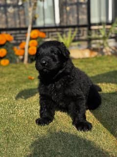 GSD pedigree pups