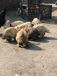 rabbit avaailblewatsapp 03095213132