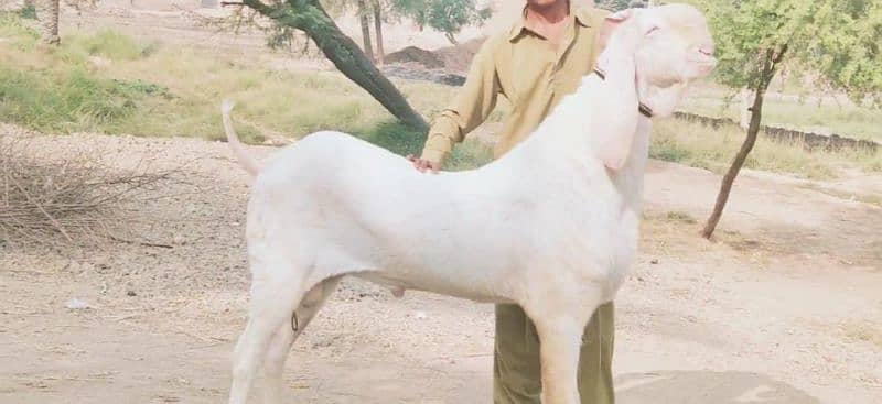 Desi Bakra Urgent For Sale Call Me _03278290878 1