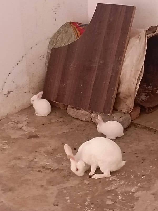 paper white baby rabbits for sale healthy and active 1