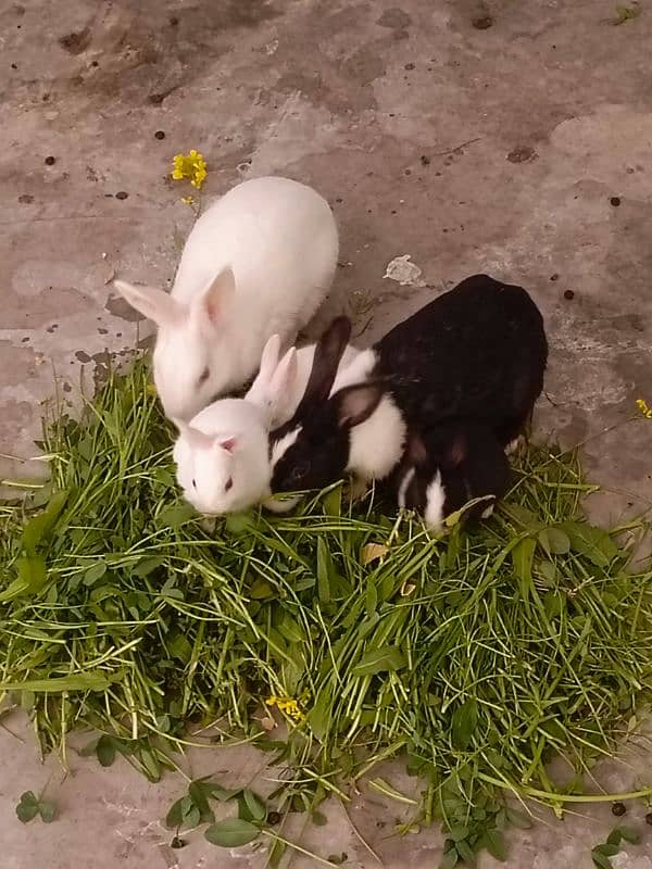 paper white baby rabbits for sale healthy and active 2