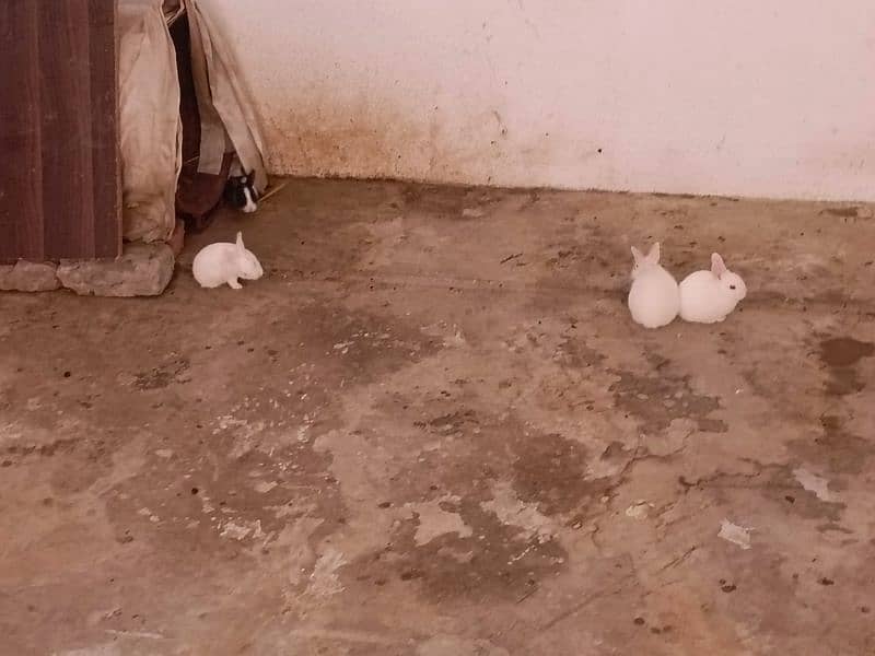 paper white baby rabbits for sale healthy and active 3