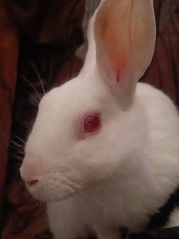 paper white baby rabbits for sale healthy and active 4