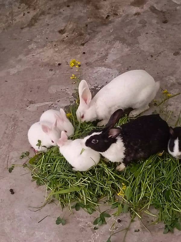 paper white baby rabbits for sale healthy and active 5