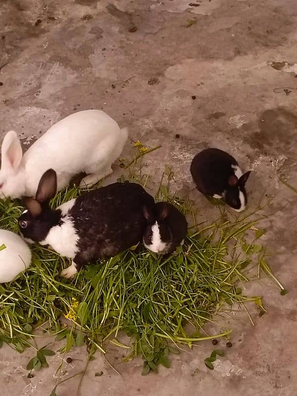 paper white baby rabbits for sale healthy and active 6