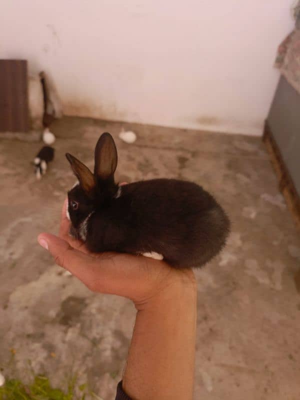 paper white baby rabbits for sale healthy and active 7