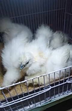 Silkie