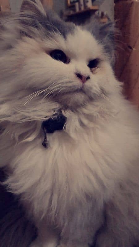 Persian Cat for Sale is on heat Urgent, Playful and active 1