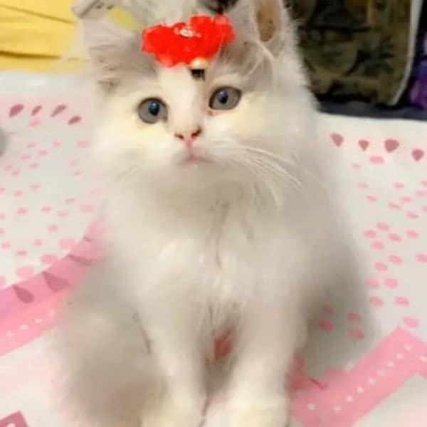 Persian Cat for Sale is on heat Urgent, Playful and active 2