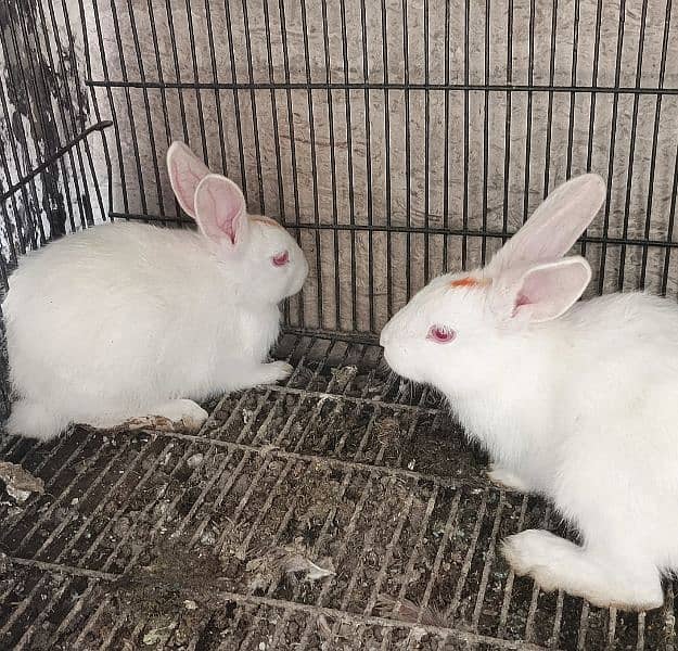 Rabbits pure white. 1