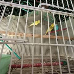 3 budgies (1 breeder pair + male)