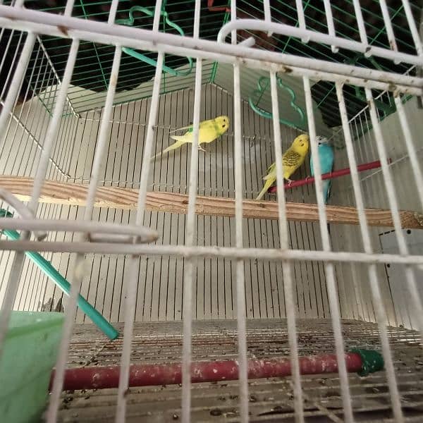 3 budgies (1 breeder pair + male) 0