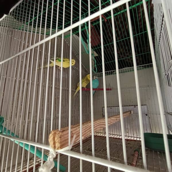 3 budgies (1 breeder pair + male) 1