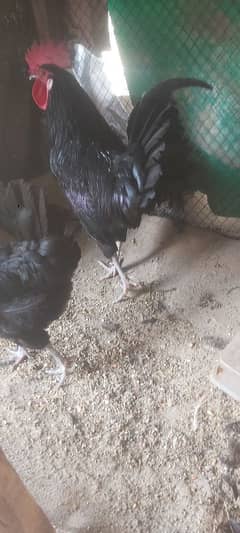 Ayam cemani grey tongue A plus quality for sale